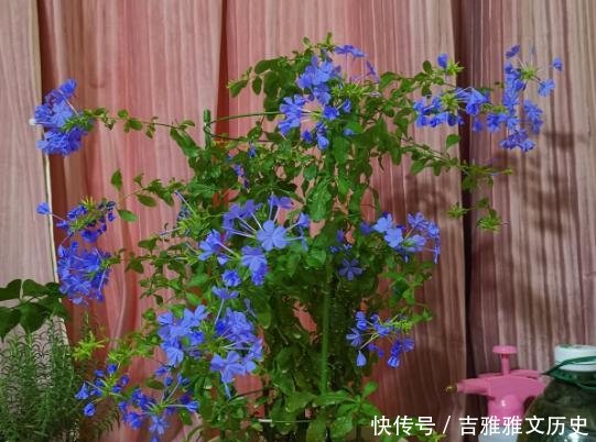 『开花』开花劳模就是它,开春狠心剪一剪,半个月就爆盆,不要心疼枝条!