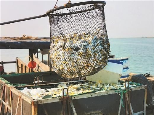  「养殖户」金鲳鱼大丰收 养殖户捕捞忙