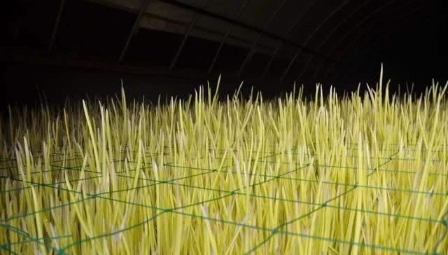  蒜黄@农民种植蒜黄，掌握适宜的生长条件，蒜黄才能长得好