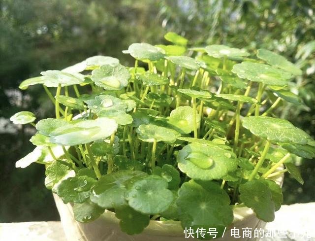 「春天」春天养铜钱草,需做“1件事”,叶子蹭蹭冒,越长越多挤满盆