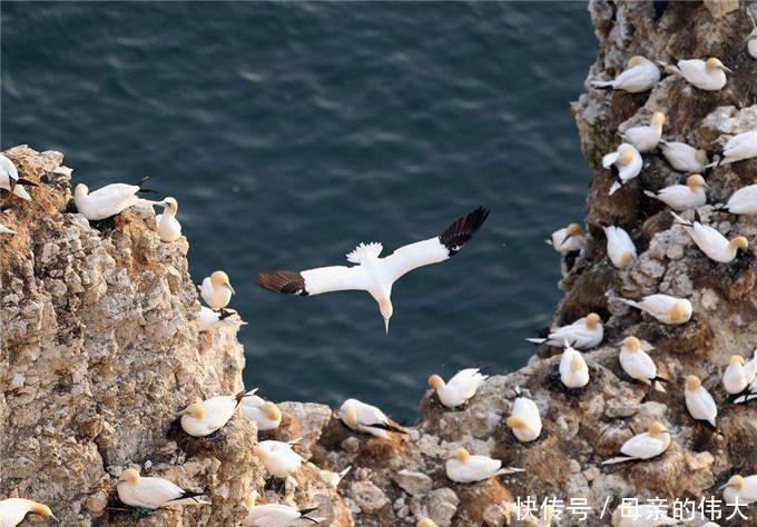 一座被海鸟霸占上百年的岛，上岛会被海鸟攻击，渔民们都绕道而行
