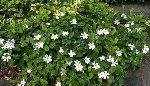  『栀子花』春天养花选它，越晒越开花，香味更浓郁，是家庭盆栽佳品！