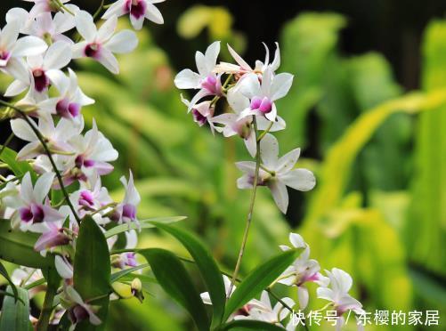  [旺出]想让兰花夏天叶绿芽多，把好这4关，绿叶健壮，旺出“新境界”