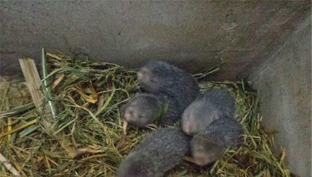  「不动」野生天天有人去抓，但难买到，养殖的却卖不动，品质差