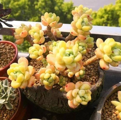  植物@多肉植物越长越快，长大就变丑了，该怎么处理？