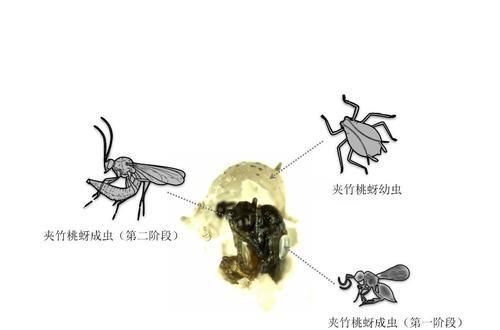  「毒植物」专门祸害夹竹桃的蚜虫，不怕毒液的害虫