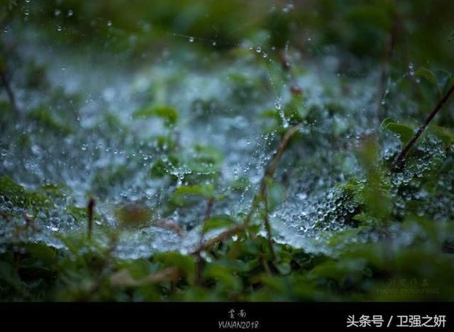 【空谷幽兰】烟雨花香又一春