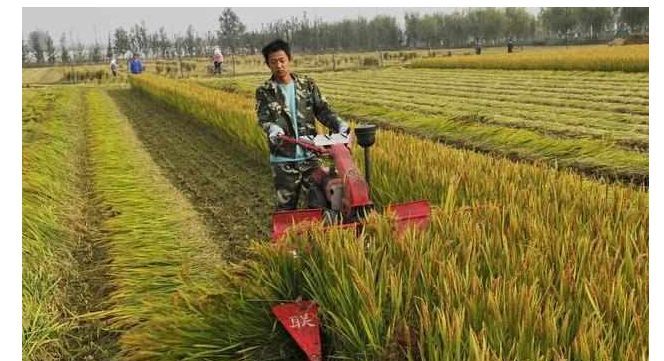 今年起，农村这2类人很吃亏，白白损失几十万，快看看有你没