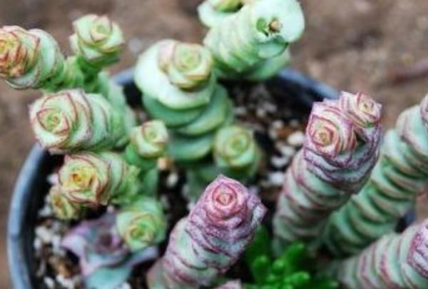  [铜钱草]这4种“吉祥花”，客厅一定放一盆，尤其是第三种，旺财又养人！