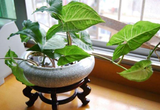  #懒人#5种适合懒人养的几种盆栽，一月不管也能活，花开好养还爆满