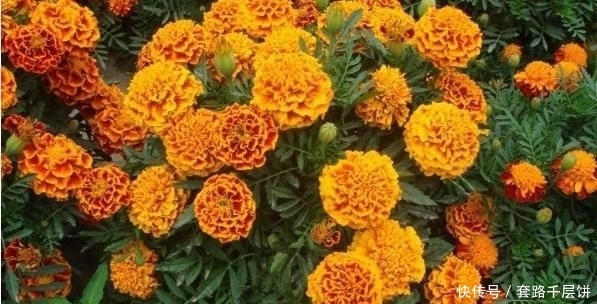 「寿菊种」万寿菊,不仅观赏价值高,还可食用,除此之外别的作用你知道吗?