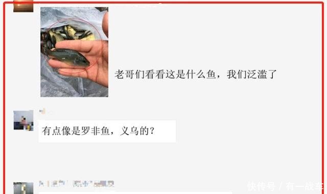 义乌河道现“花鲫鱼”，迅速繁殖数量众多，当地人泛滥了