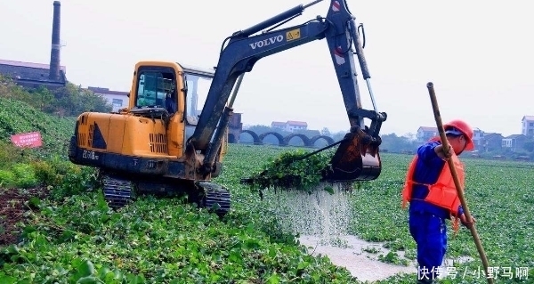  「罂粟」注意，农村3样东西已禁止种植，违者罚款入刑农民要避免