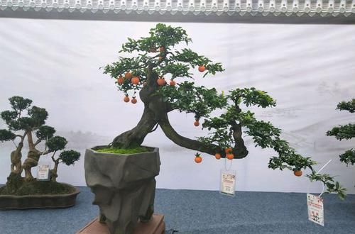  『想学』想学做盆景，这些基础要打牢，要不然多走很多弯路，做盆景不简单