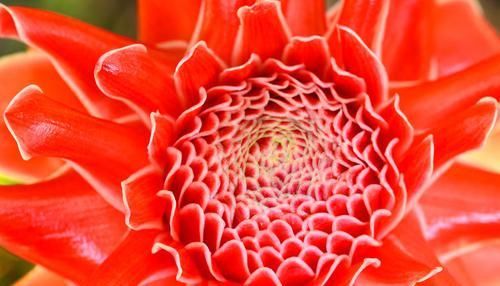  「天都」适合新手养的3种花，开花漂亮花期长，开花200天都不停