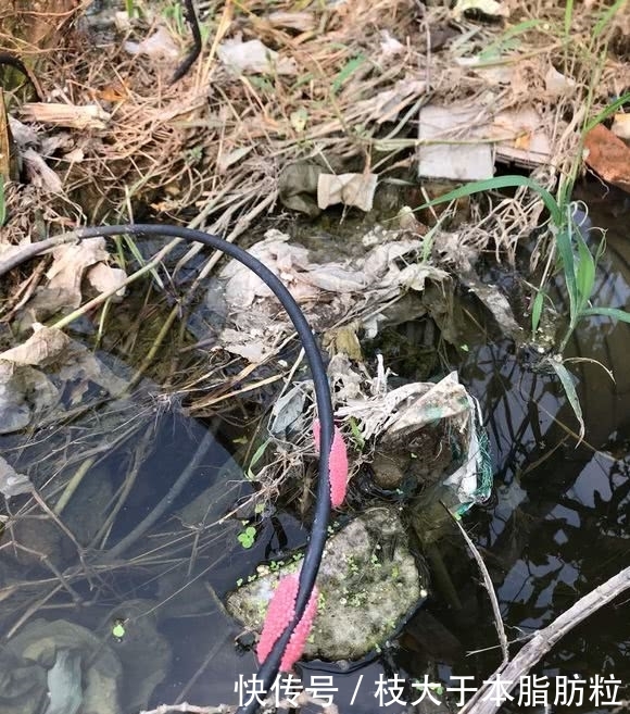 入侵生物？上海河道，现大量红色恶心生物，钓鱼人：河里鱼都没了