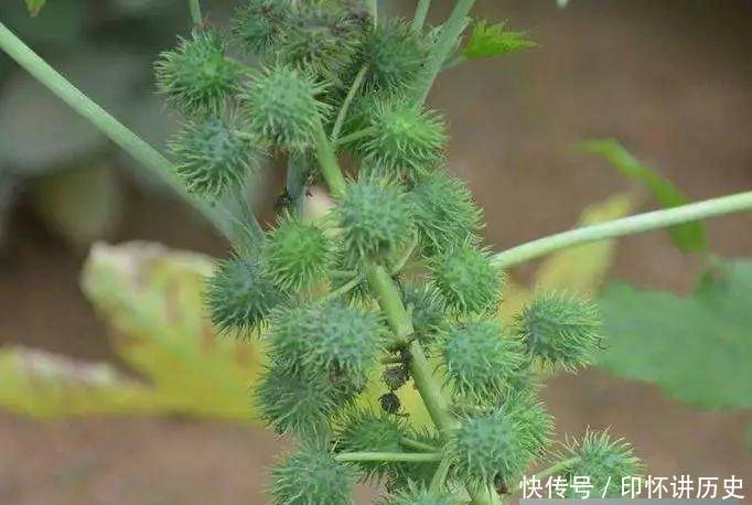  「我国」它浑身都是毒，入侵我国却被大量种植，如今全球年产量5