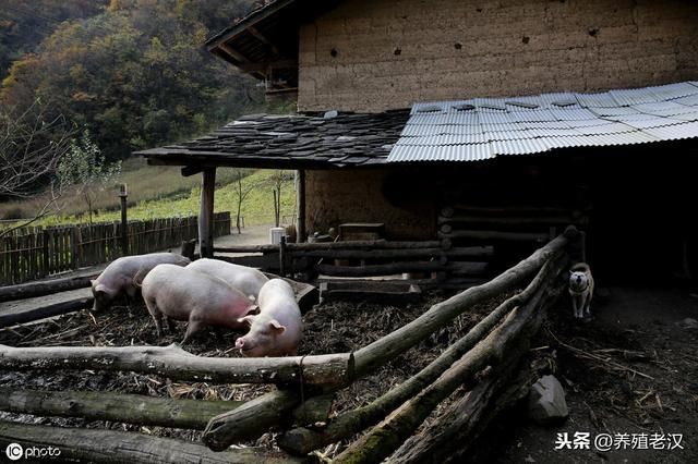 农村养猪：红薯变废为宝，喂猪有妙招！