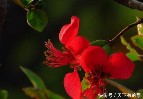  『种植』花卉种植技术：初春花卉植物养护的注意事项！