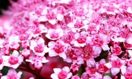  [枝条]春季扦插这几朵花，一个枝条沾土就活，开花一簇一簇，爆盆美如画