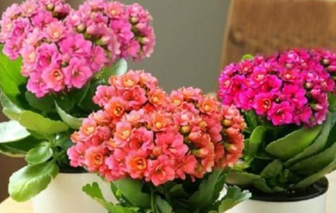  『有花赏』4种花是“开花高手”，开花多，开花长，养2盆“四季”有花赏！