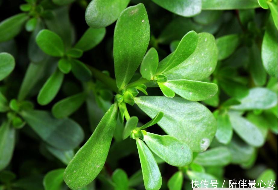  【见到】见到“它”后，只摘叶子就好了，注意别拔根，越拔越少