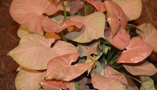  「阴凉处」几种好看的室内盆栽观叶植物，都可以摆室内阴凉处养