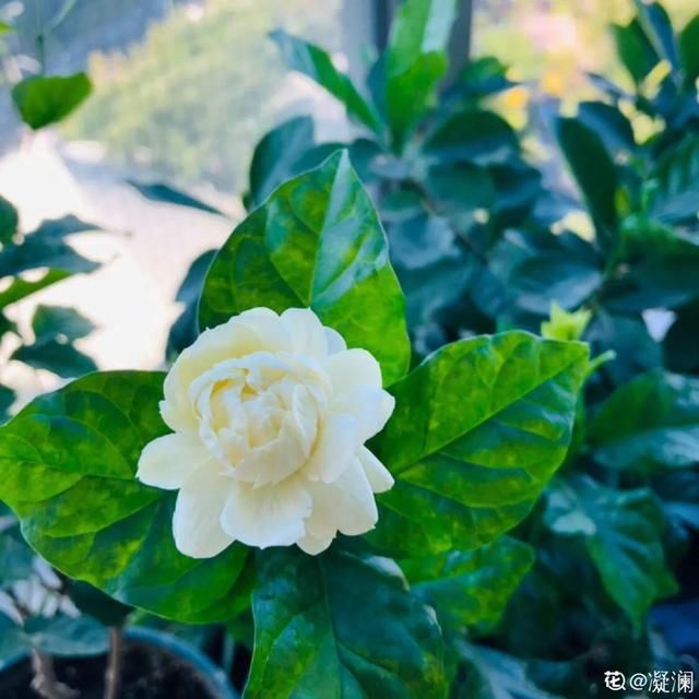  放在光照好的地方多■20种花，春天最爱疯长，爬满墙、爆开花，疯狂刹不住闸！
