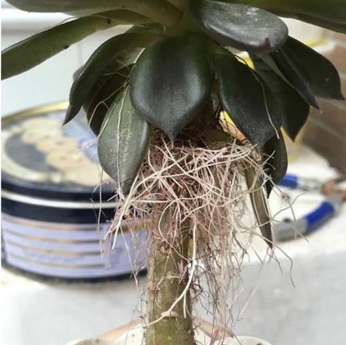  气根■多肉植物长出“小胡须”，表示植株“不健康”，花友们要明白！
