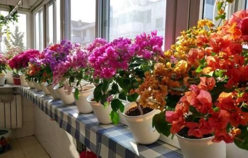 「温馨」3种花很漂亮,好养易活能爆盆,花开香飘溢满屋,阳台变温馨花园