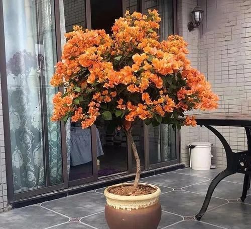 『耐热』养花就选这6种,耐热耐旱,一年开几次花,漂亮又好养!