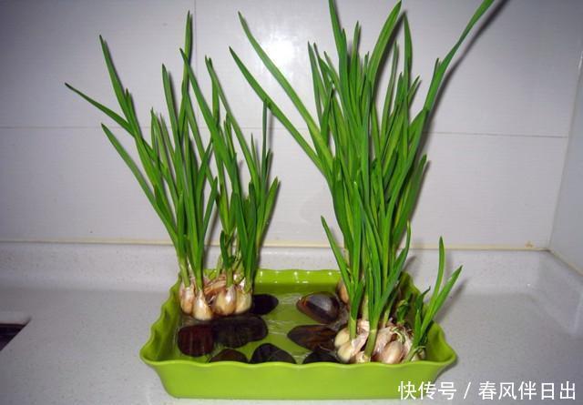 试试|葱头、蒜头,就连萝卜头,都能种出超美盆栽!你还不赶快试试!