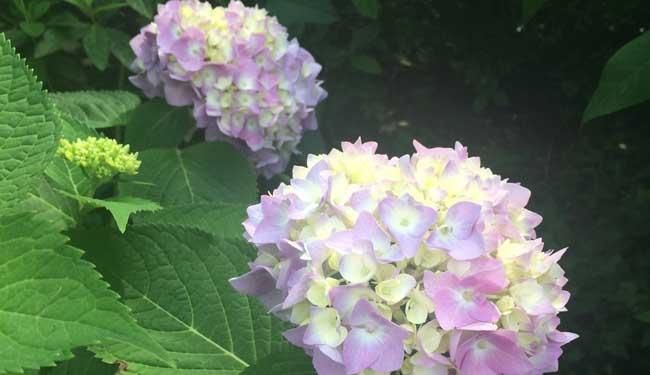  [解决]植物叶子发黄，褶皱不光滑，给它补点铁，小铁钉插土里就解决啦