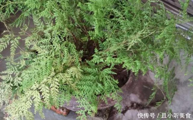 深山里这种“乌蕨”能治很多病，药用价值极其高，见到请珍惜