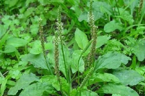 「见到」农村常见的这种“野草”,人称“蛤蟆叶”,价值很高,见到珍惜