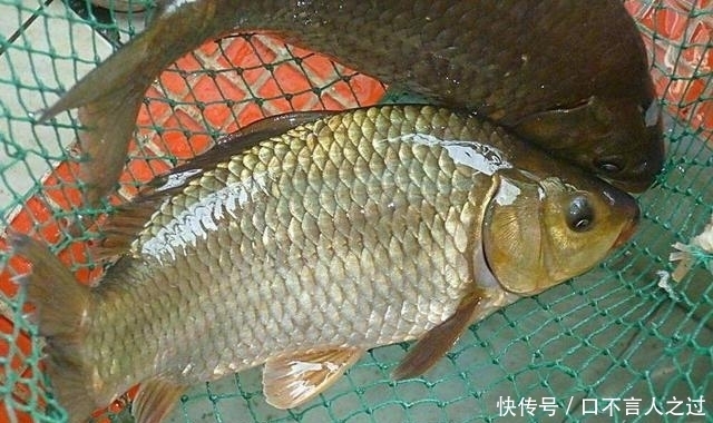 钓上来■鲤鱼闯进鲫鱼窝,怎么办?几个回合把它钓上来!