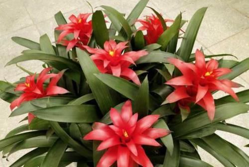  「寓意」8种“寓意花”，客厅卧室养一盆，天天象征好运气！