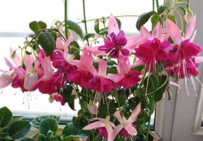  『茉莉花』4种花插土里就活，10天就生根，一年开花200多天，新手也能养好！
