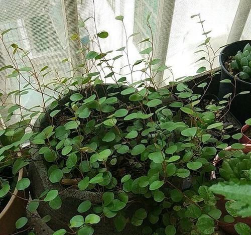 『垂吊成』比金边吊兰好看百倍的吊兰,6个小妙招,开花似白雪,垂吊成瀑布