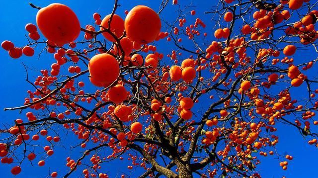  「庭院」适合农村庭院种植的树有哪些？老农：这4种树，你最好不