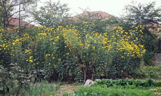  [种上几]”它“在国外被当成宝贝，在中国却农民嫌弃，一斤1元都嫌贵