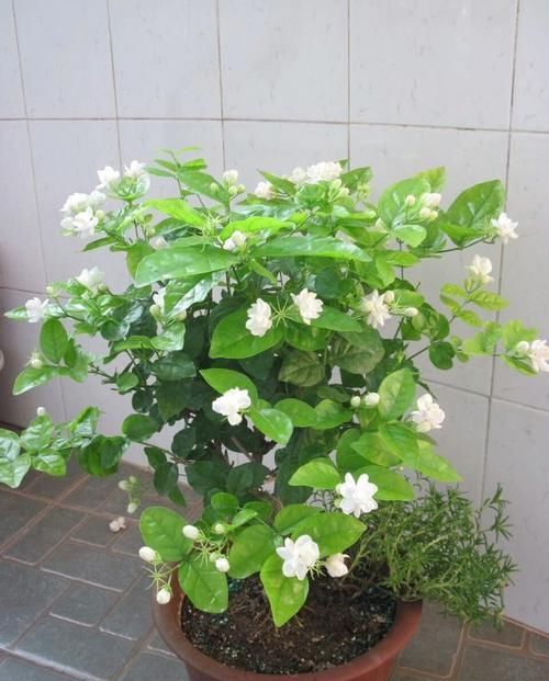  「技巧」茉莉花修剪和开花枝条的关系？茉莉花连续不断开花的修剪技巧？