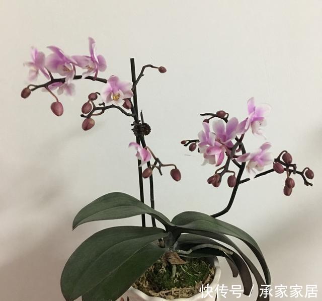 开完:开完花的蝴蝶兰叶片总是软趴趴无精神?营养消耗过度,养根是重点