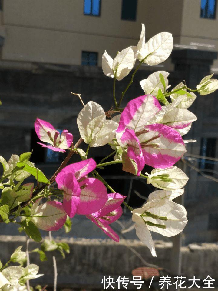 这3种花，家里要是有1棵，给多少钱都不卖！
