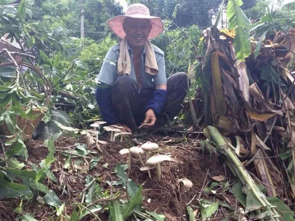  [共生]它与白蚁共生，采摘期仅15天，野生的不多见了，至今不能