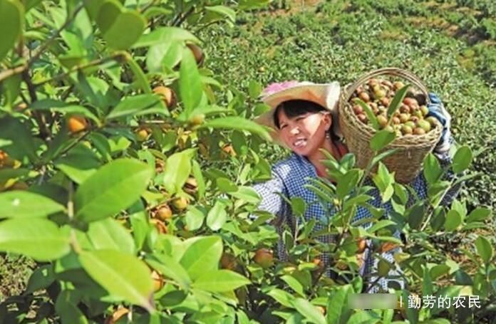  市场上：70年代人们大量种植，如今70元一斤很难买到，农民却不愿种，为何