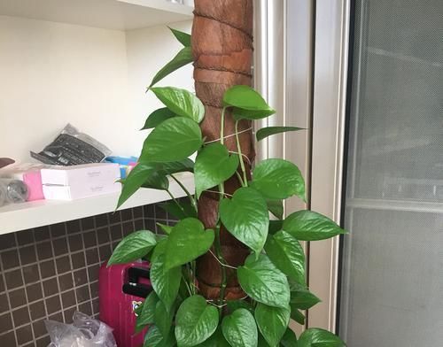  到柱子上：制作绿萝柱的简易教程，把绿萝养成绿萝树，绿萝也能玩出高大上