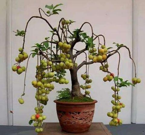 这种植物果实像苹果 现在数量稀少 野外见到要珍惜