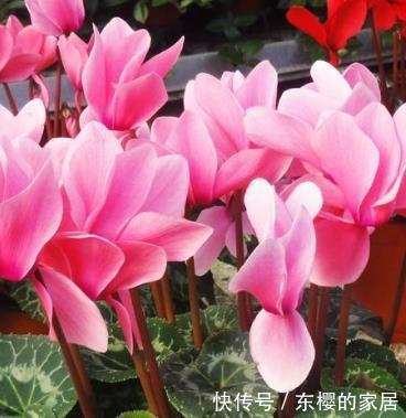 家里■这3种花最适合放在客厅,好看又好养,懂花人都喜欢