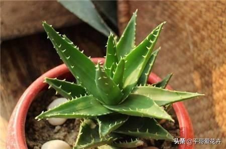  「平时」芦荟不会养？平时注意这“5个关键”，芦荟长得快、叶片翠绿